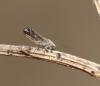 Livilla pyrenaea